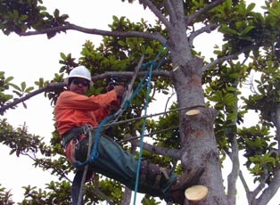 tree contractors service